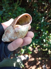 Megalobulimus