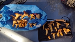 Cantharellus formosus