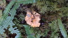 Cantharellus formosus