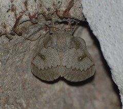 Syssphinx heiligbrodti