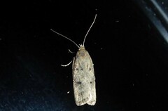 Phaeosaces apocrypta