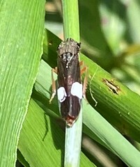 Homalodisca insolita