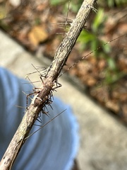 Phricta spinosa