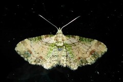 Chloroclystis sphragitis