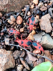 Probergrothius sanguinolens