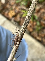 Phricta spinosa