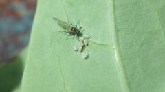 Brevicoryne brassicae
