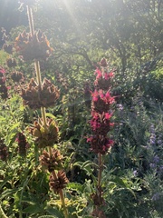 Salvia spathacea