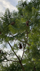 Jacaranda mimosifolia