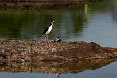 Himantopus mexicanus knudseni
