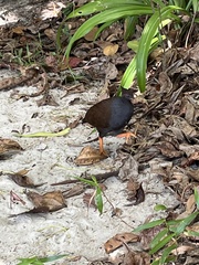 Megapodius reinwardt