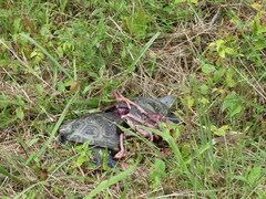 Malaclemys terrapin terrapin