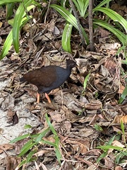 Megapodius reinwardt