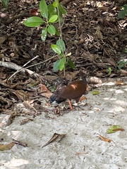 Megapodius reinwardt