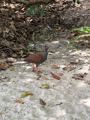 Megapodius reinwardt