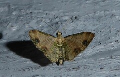 Chloroclystis sphragitis