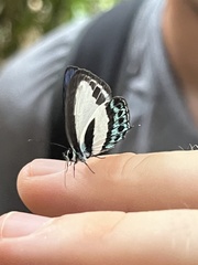 Nacaduba cyanea