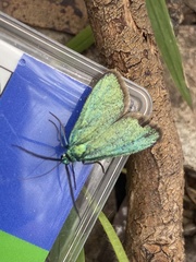 Pollanisus viridipulverulenta