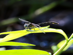 Hemigomphus theischingeri