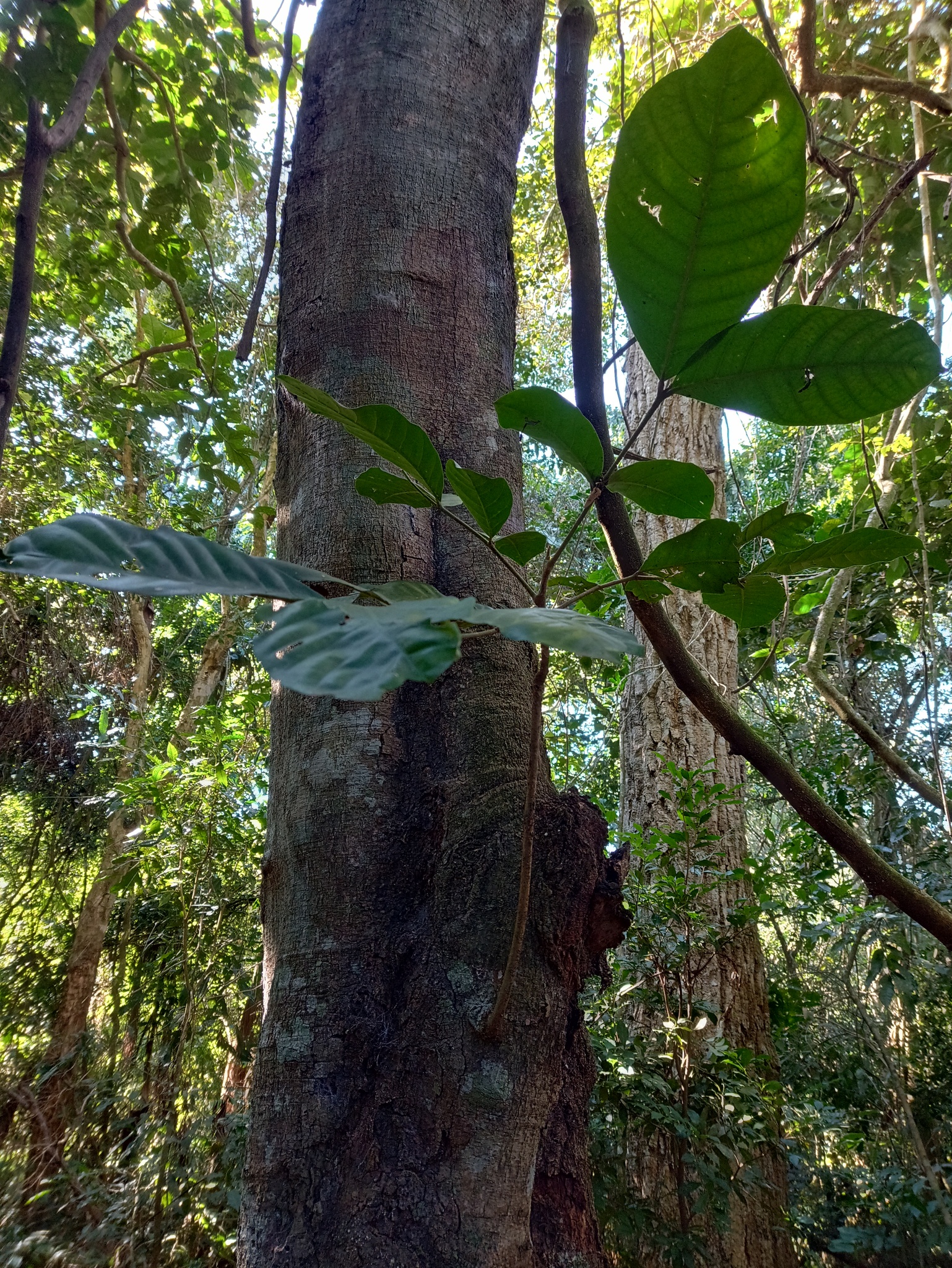 Imagem de Cedro-branco