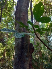 Guarea kunthiana