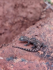 Spotted House Gecko photo 2