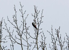 Dendrocopos major kamtschaticus