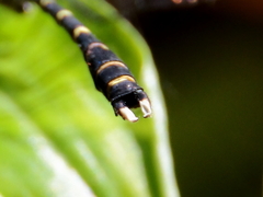 Hemigomphus theischingeri