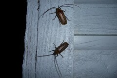 Prionoplus reticularis