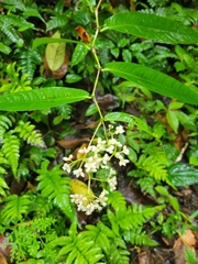 Persicaria chinensis
