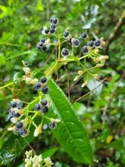 Persicaria chinensis
