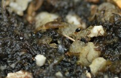 Sminthurinus quadrimaculatus