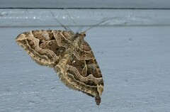 Xanthorhoe semifissata