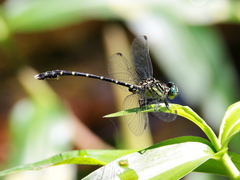 Hemigomphus theischingeri