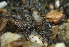 Sminthurinus quadrimaculatus