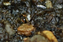 Sminthurinus quadrimaculatus