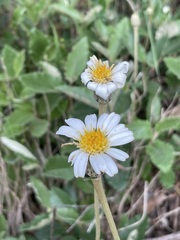 Olearia grandiflora