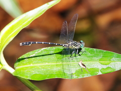 Hemigomphus theischingeri