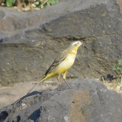 Motacilla citreola