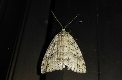 Pseudocoremia rudisata ampla