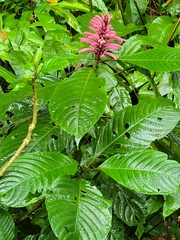 Acanthoideae