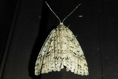 Pseudocoremia rudisata ampla