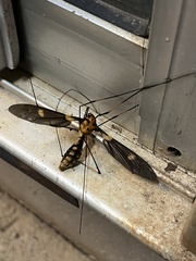 Nephrotoma australasiae