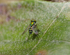 Condylostylus pruinosus