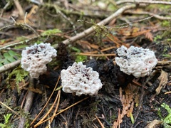 Hydnellum peckii