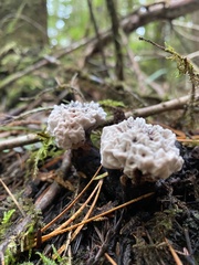 Hydnellum peckii