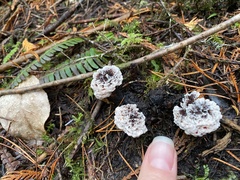 Hydnellum peckii