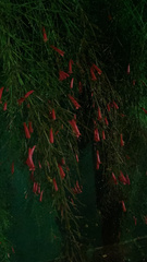 Russelia equisetiformis