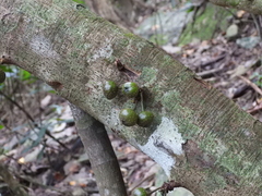 Ficus benguetensis