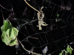 Argyrodes argentatus